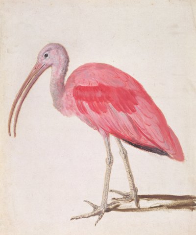 Ritratto di un Ibis Scarlatto da European School